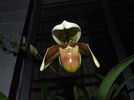 Pahiopedilum sanderae